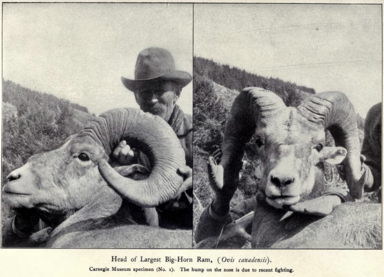 "Head of Largest Big Horn Ram," Hornaday, 1906
