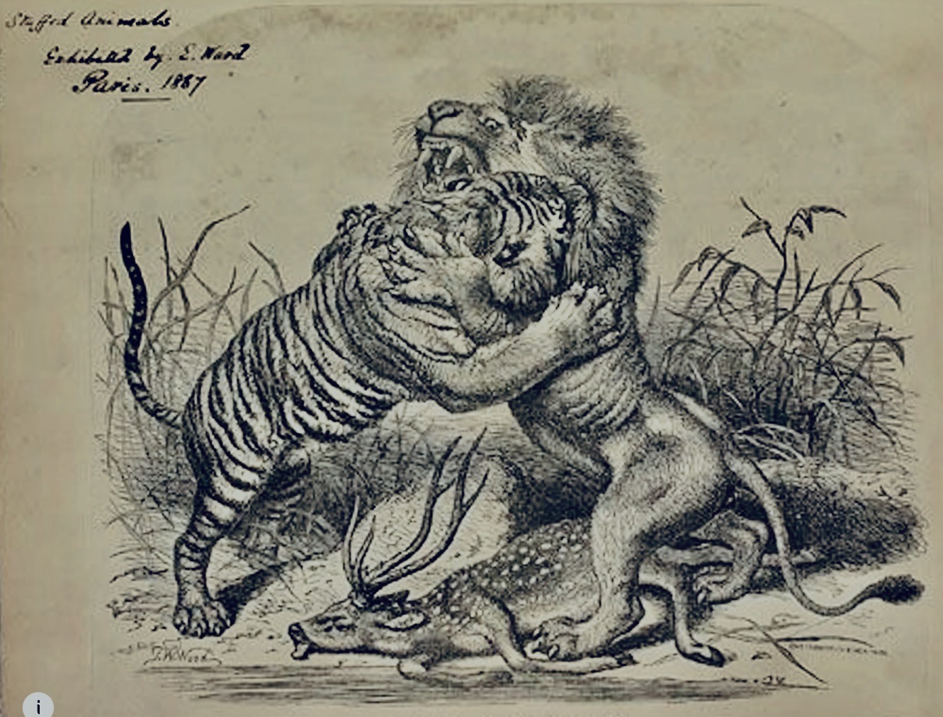 "Lion and Tiger Stuggle," 1867