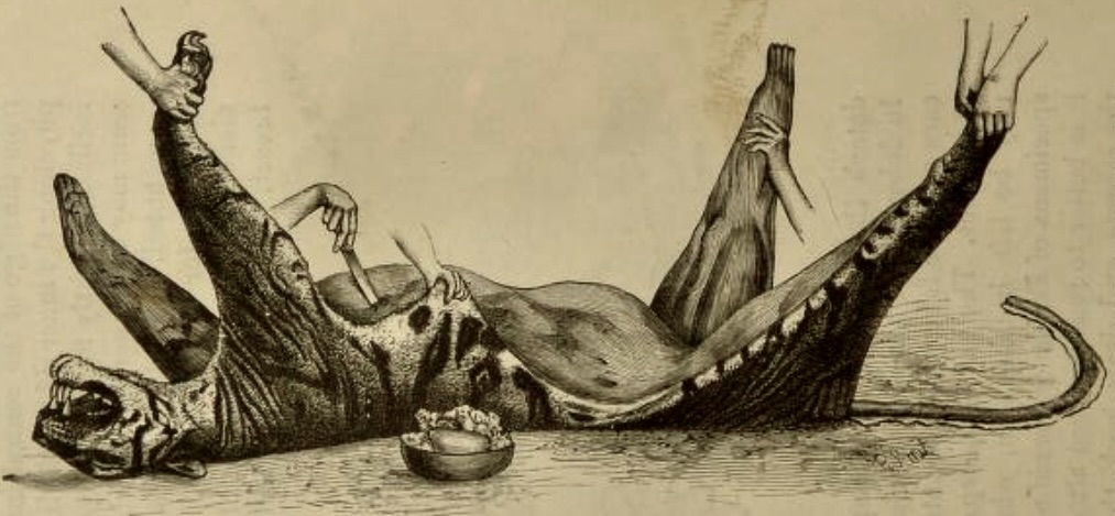 The Sportsman's Handbook, Rowland Ward, 1894