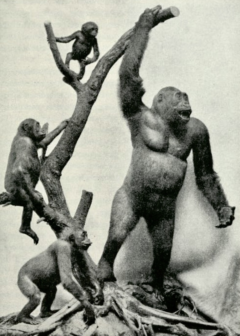 Umlauff gorillas in Stockholm, 1906