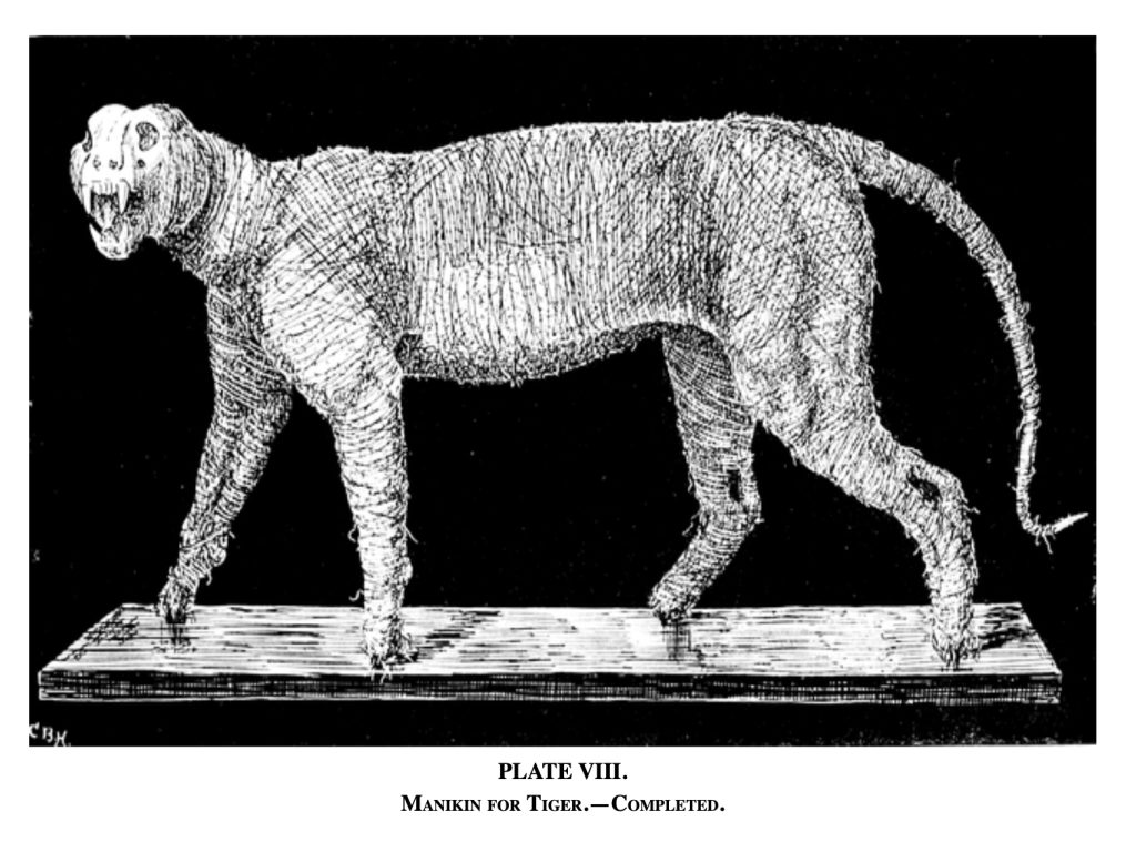 "Taxidermy," by Wm. Hornaday, 1884