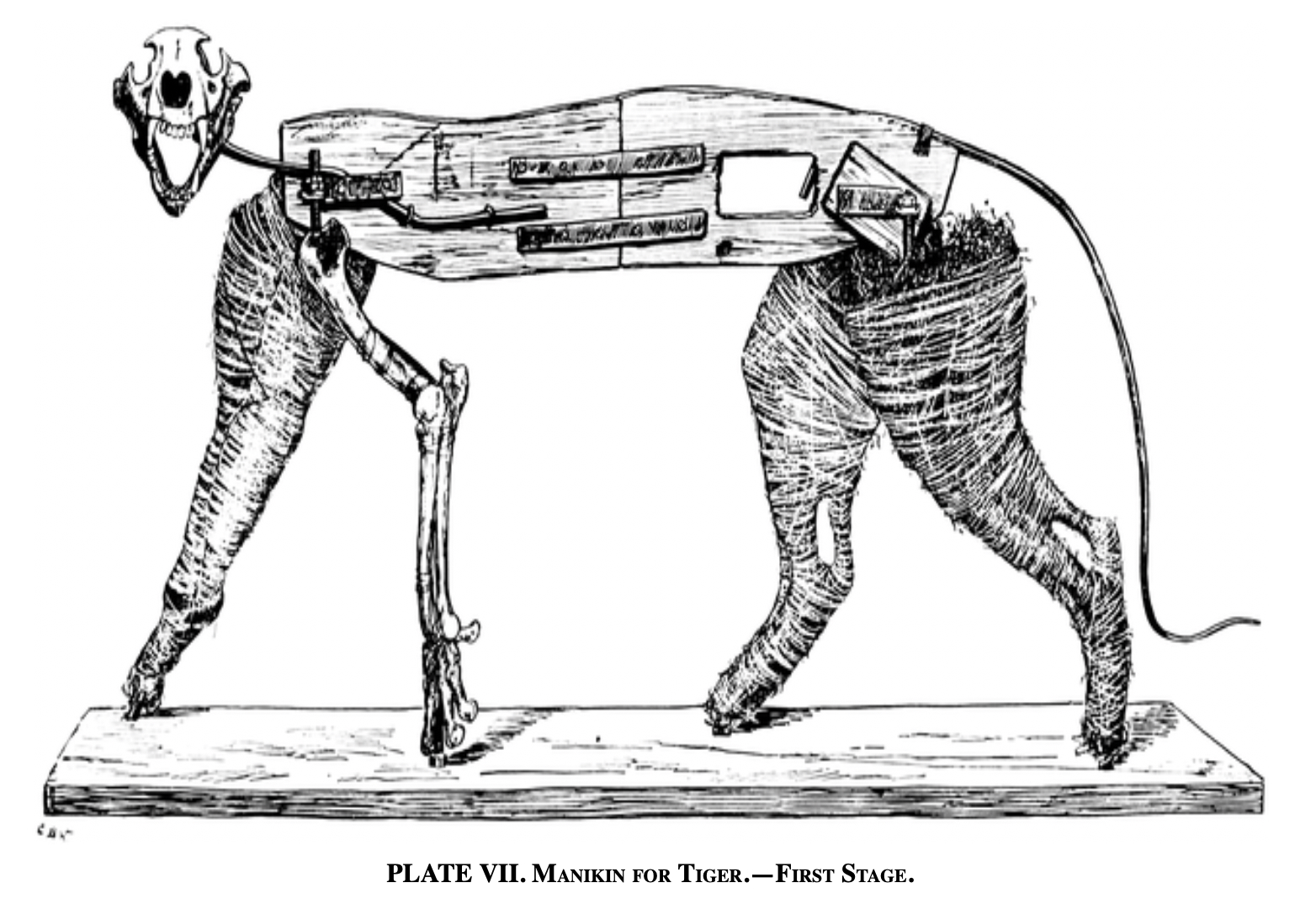 "Taxidermy," by Wm. Hornaday, 1884