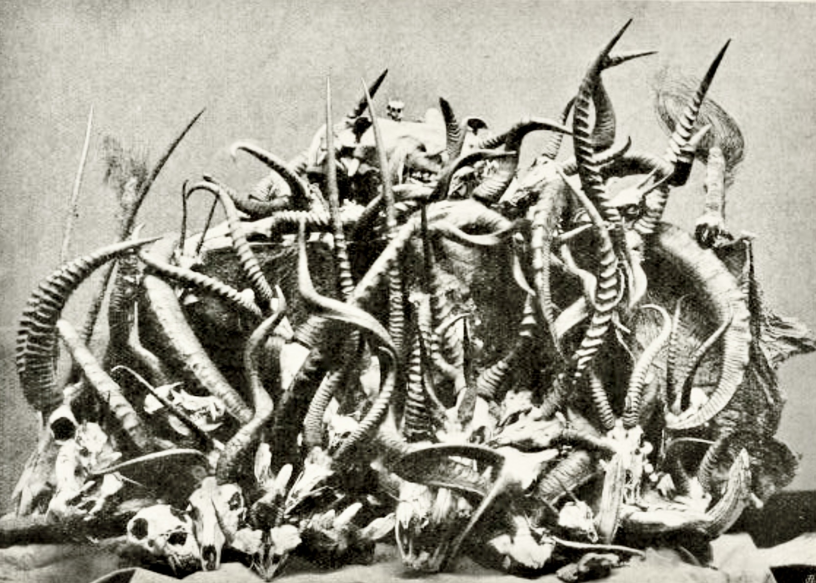 Powell Cotton's "Trophies of the Trip," 1902