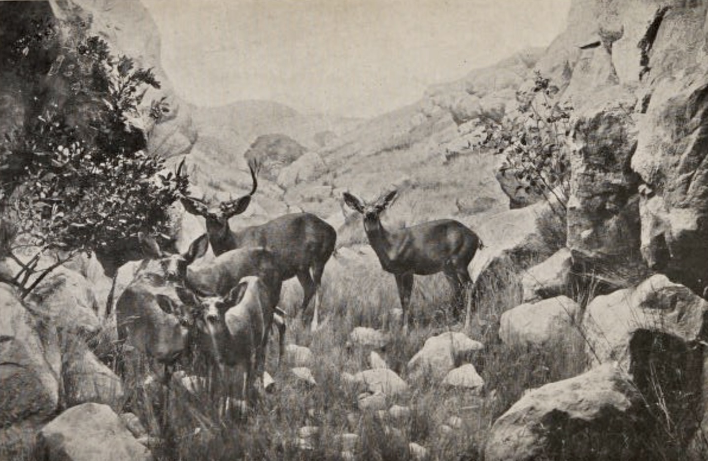 Black Tailed Deer habitat diorama, Oakland