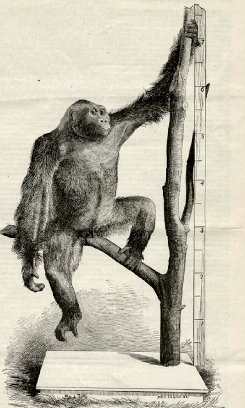 Gorilla mounted at Ward's, 1882