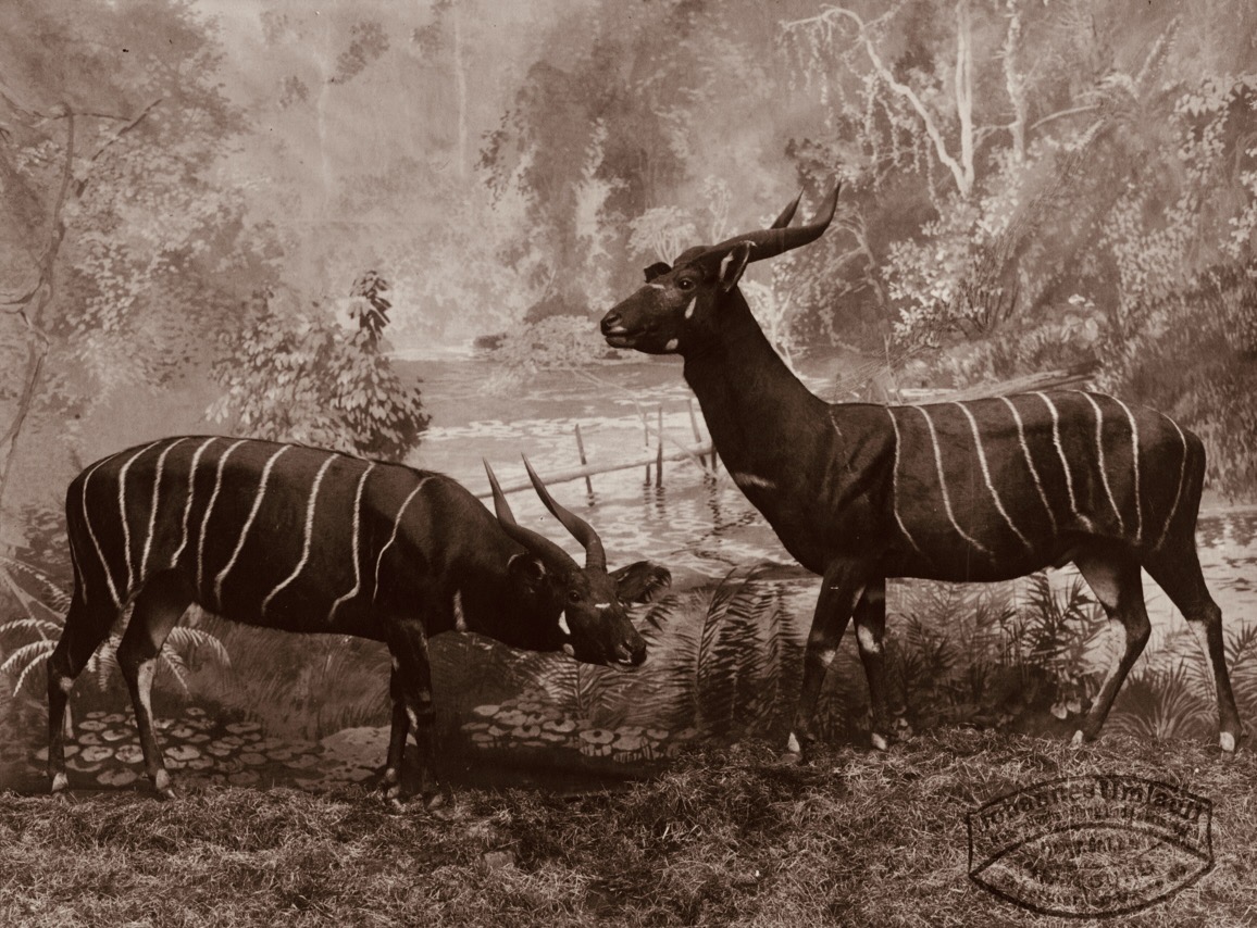 Bongo habitat diorama by J. F. G. Umlauff