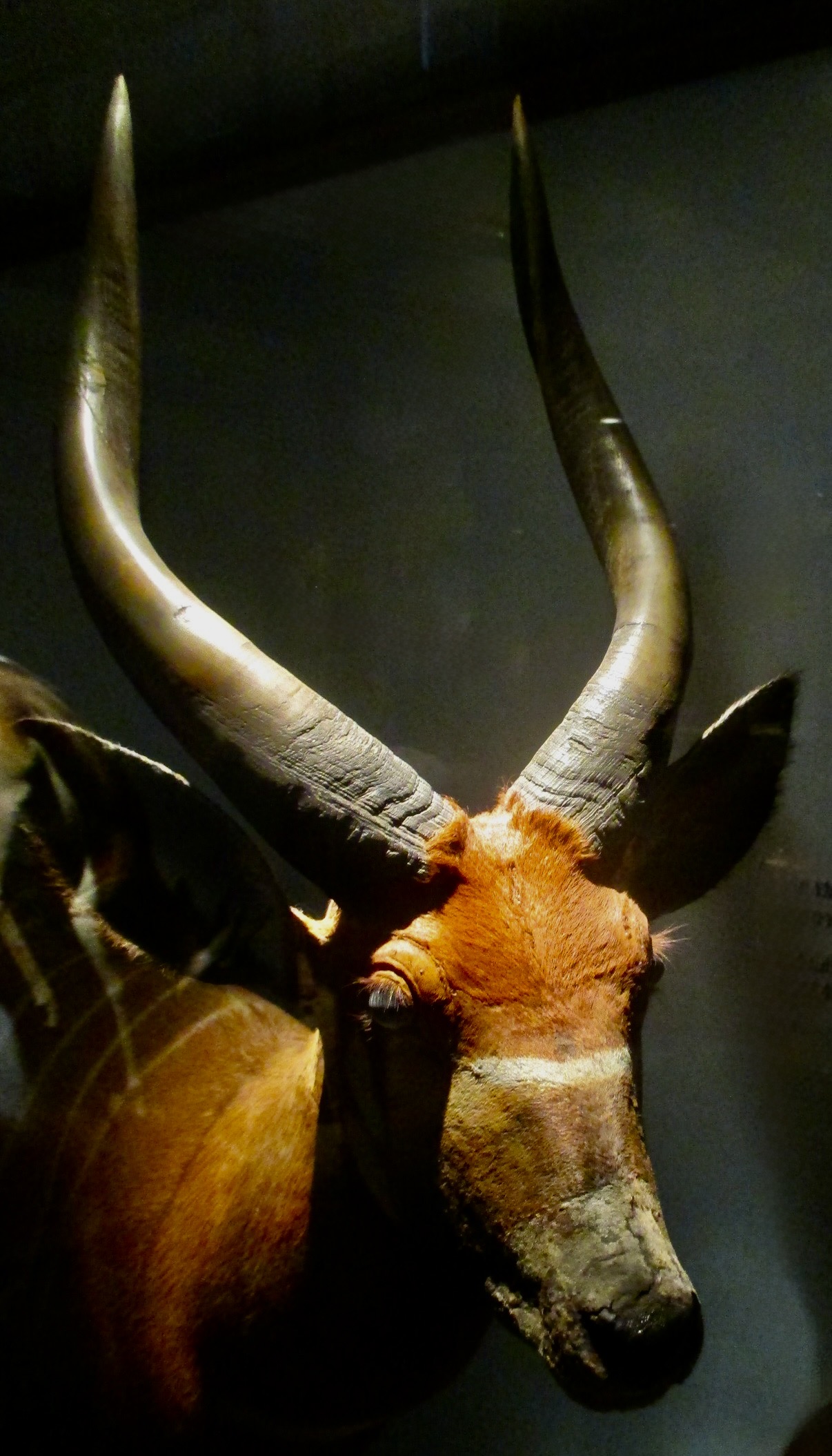 Bongo, Göteborgs Naturhistoriska Museum