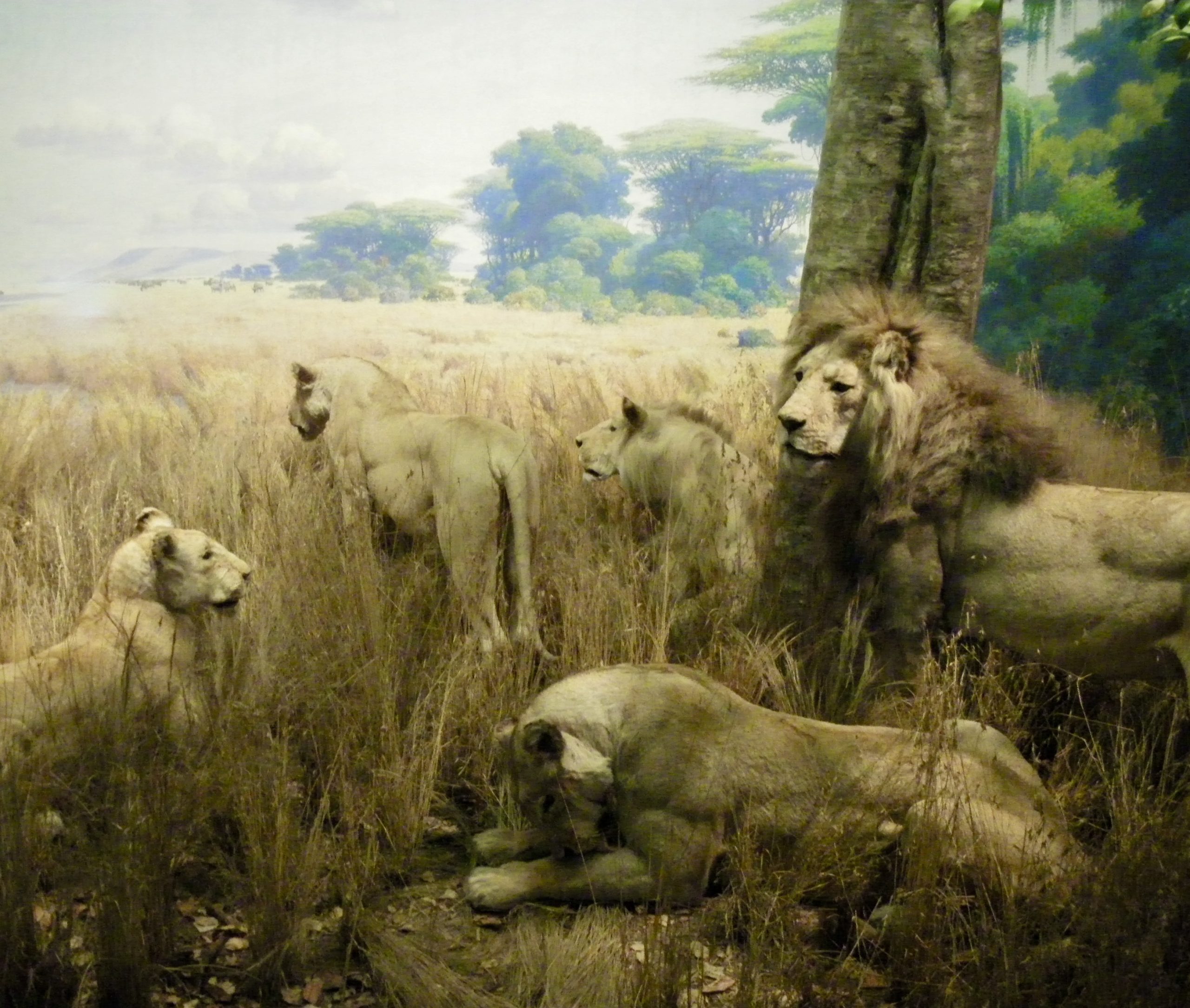 Lion Habitat Diorama, American Museum of Natural History
