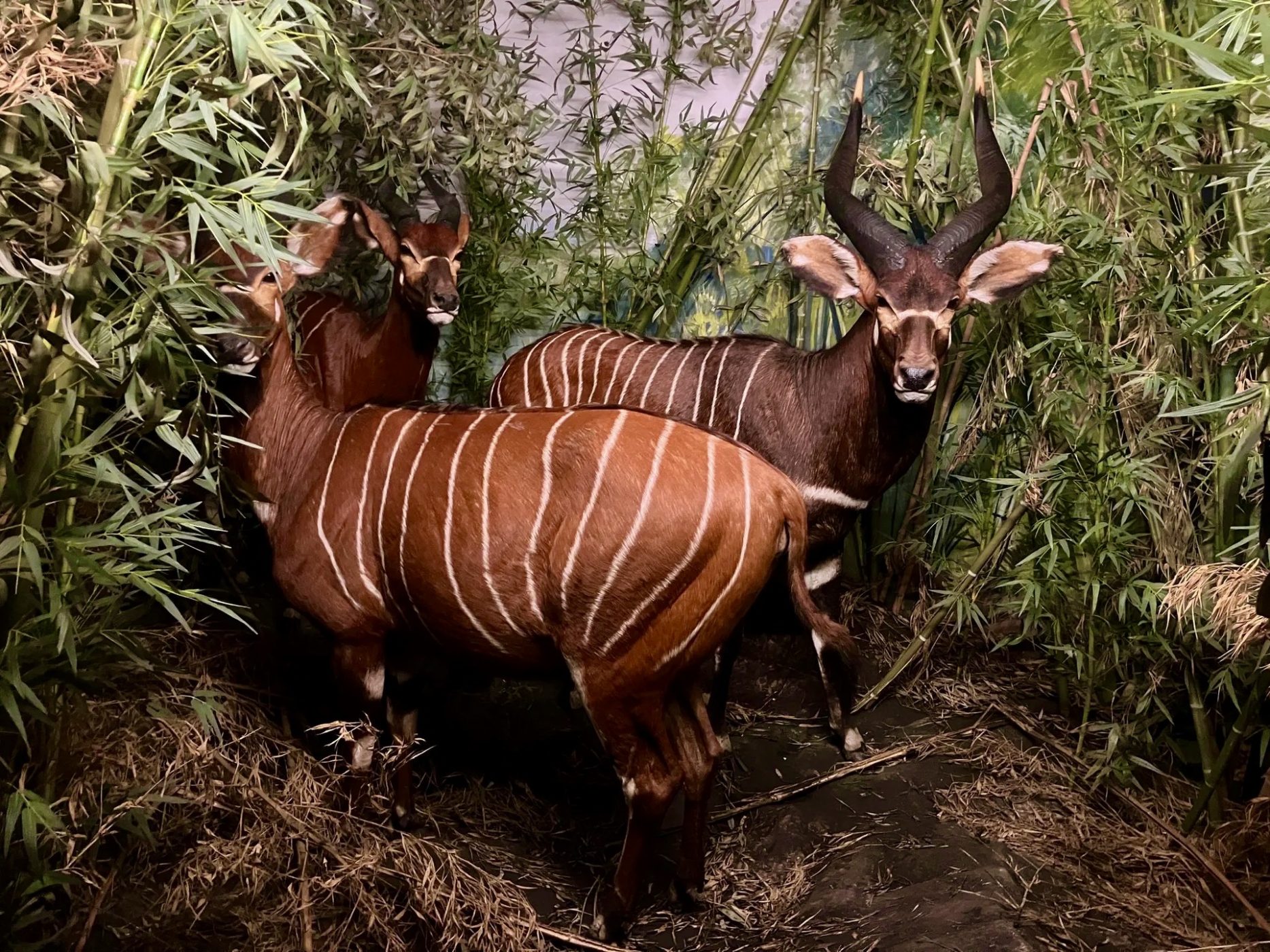 Bongo habitat diorama, Museum of Natural History, Bern