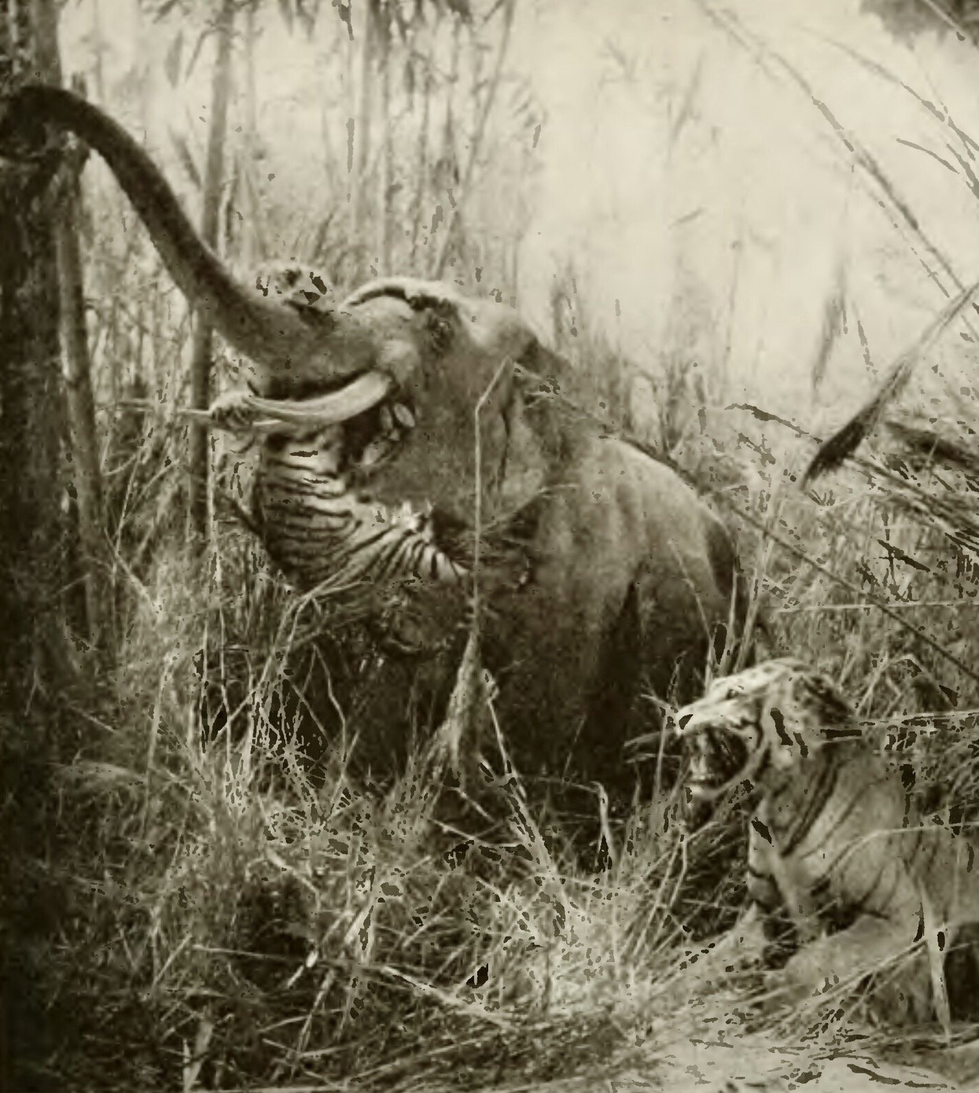 "The Jungle," by Rowland Ward, 1886