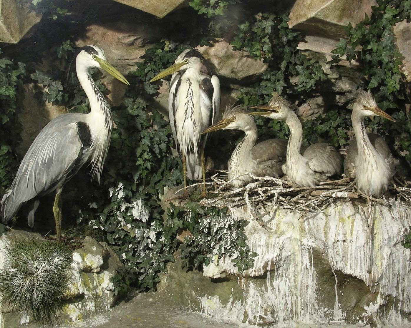Heron rookery group, Booth Museum, 1874