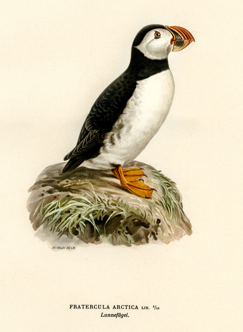 "Lunnefågel," by Wilhelm von Wright, 1837