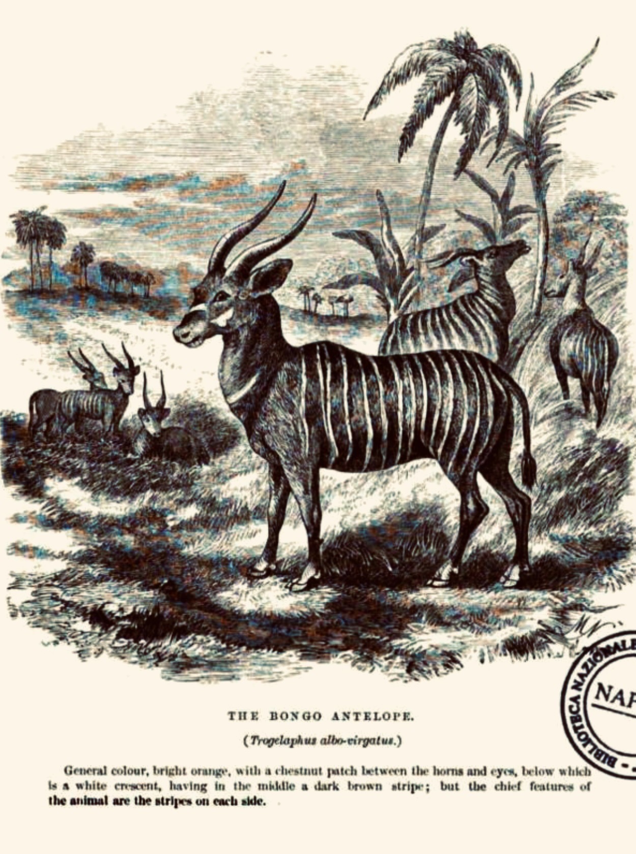 "The Bongo Antelope," du Chaillu, 1861