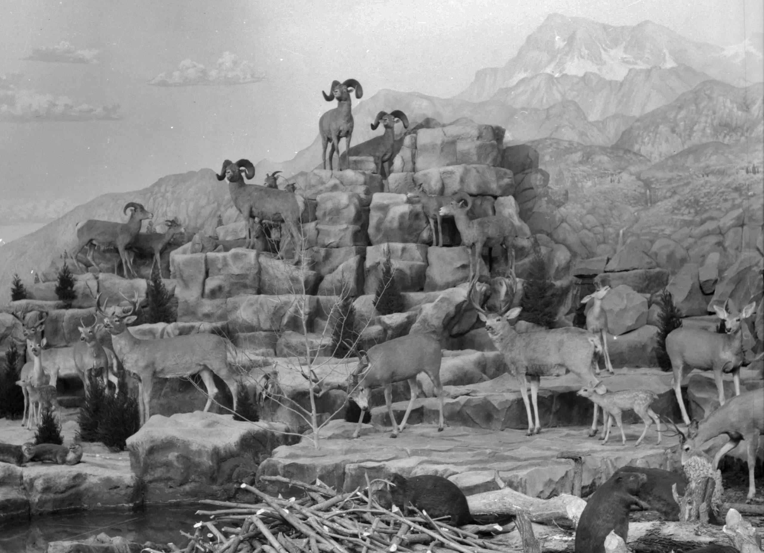 Section of the "Panorama of North American Mammals" by Dyche