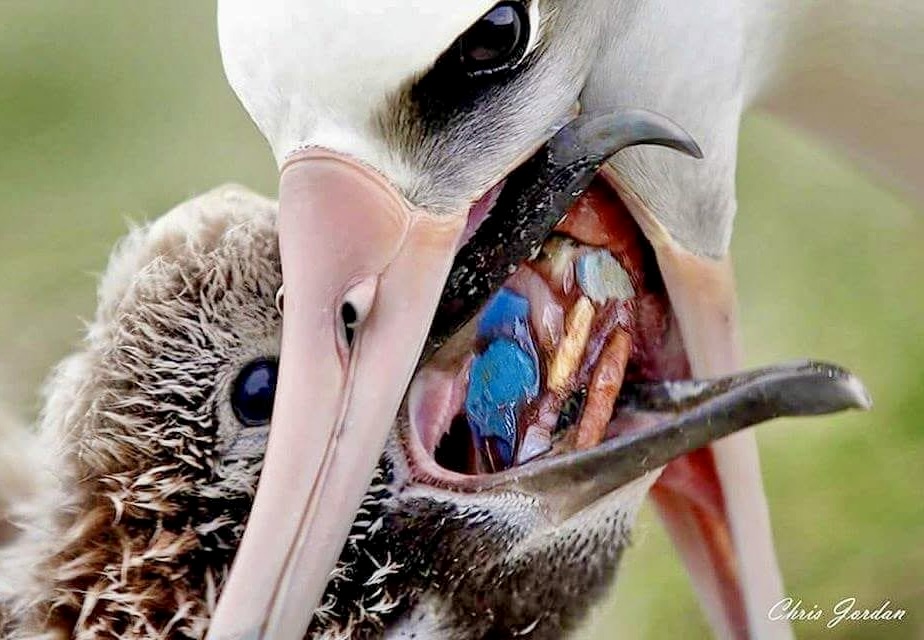 Albatross feeding her chick plastic, by Chris Jordan