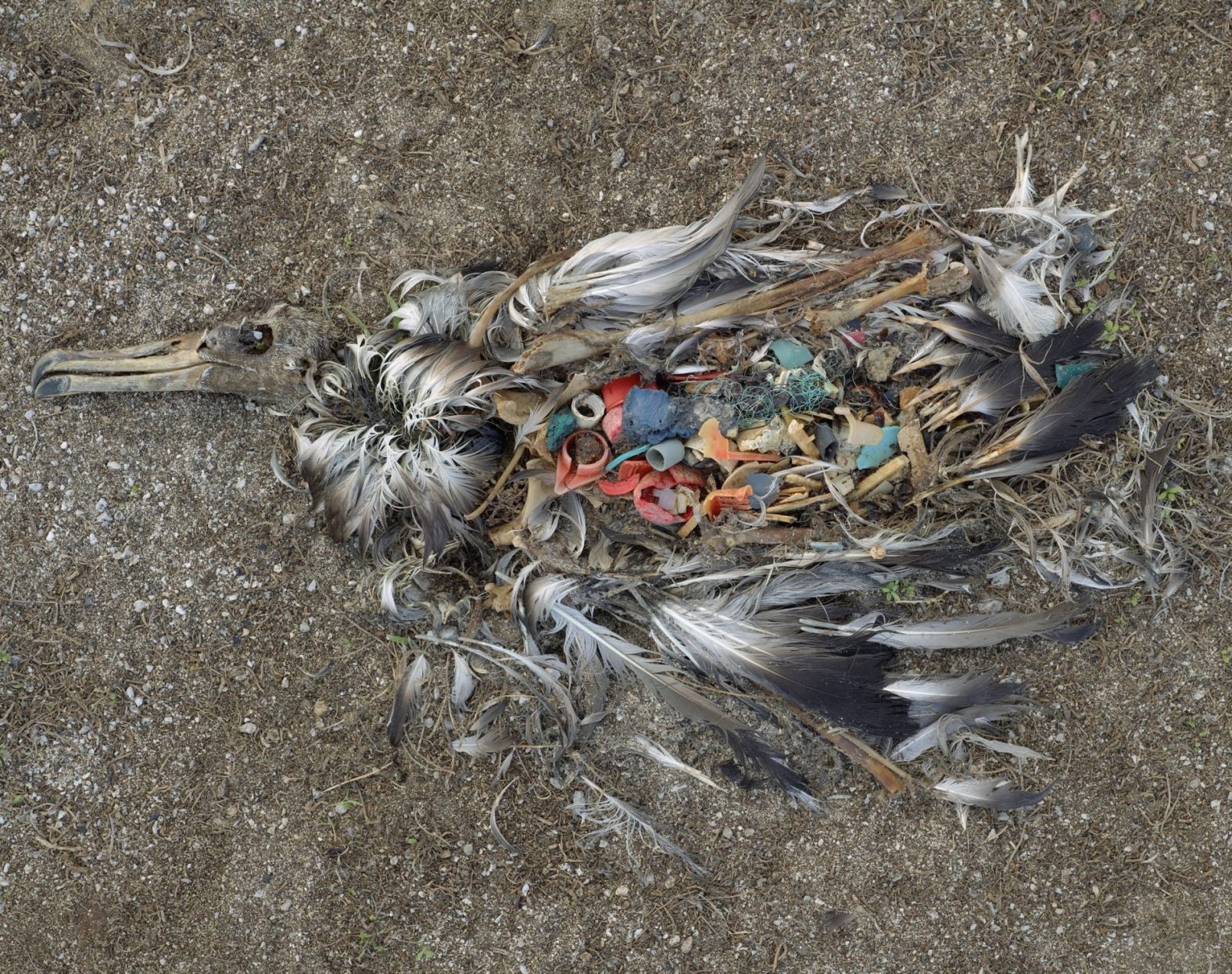 Albatross carcass, by Chris Jordan
