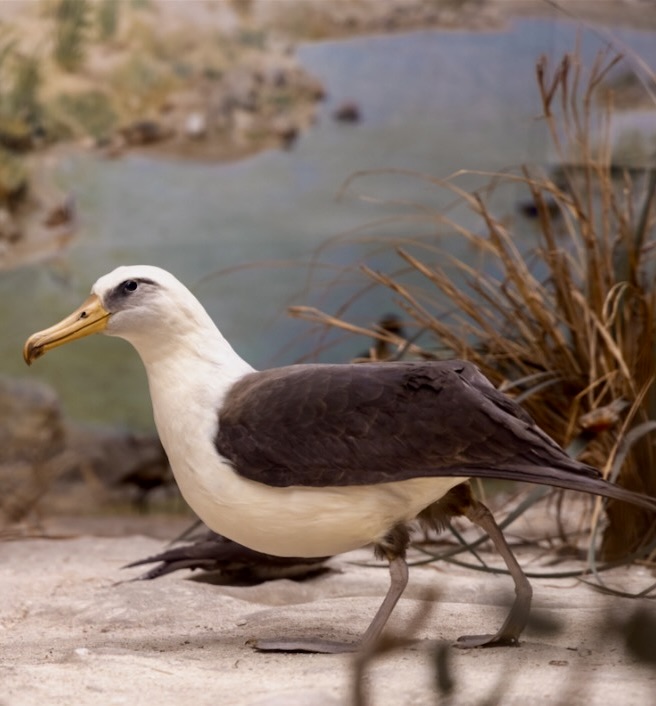Mounted albatross in the Laysan Island Cyclorama