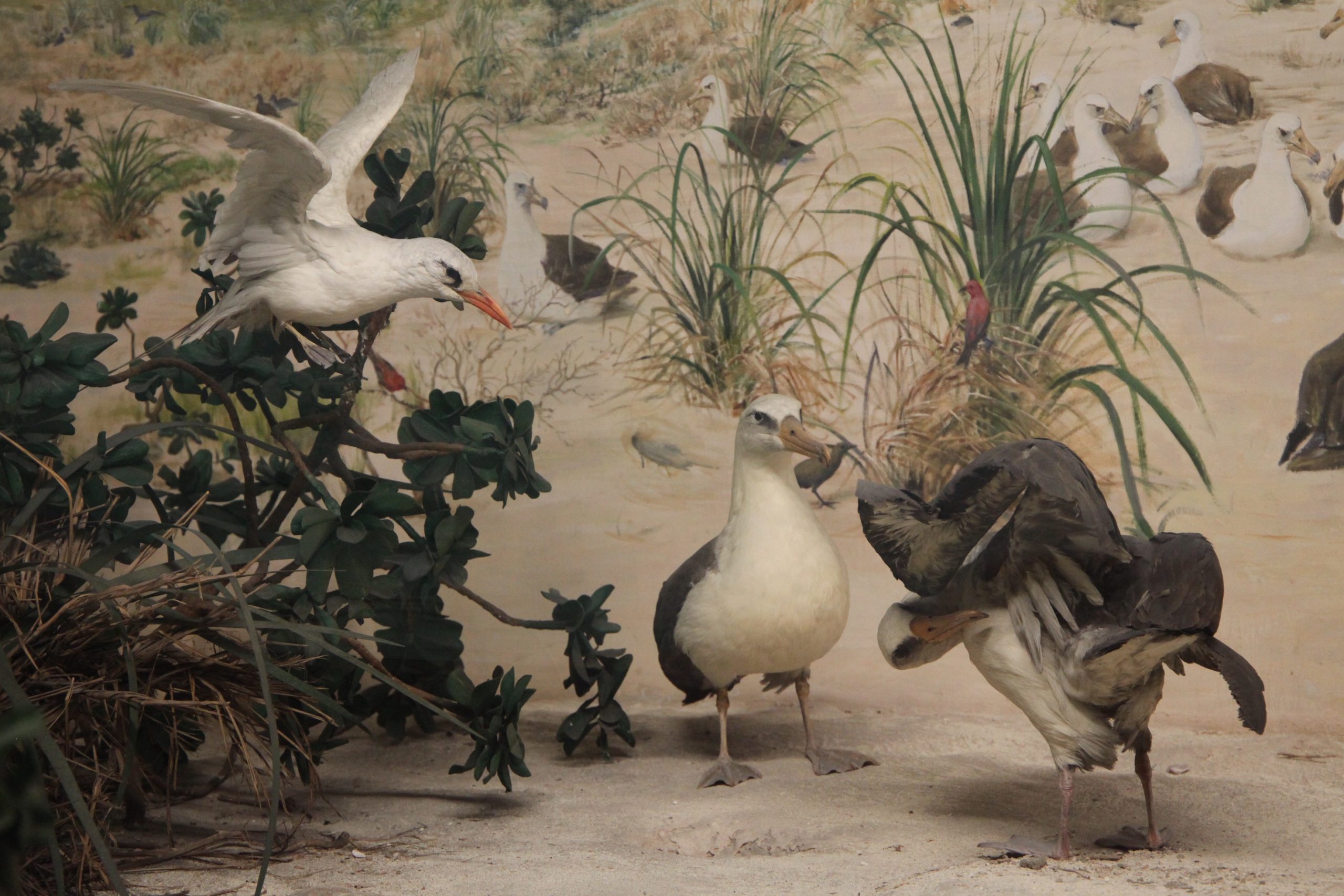 Birds in the Laysan Island Cyclorama