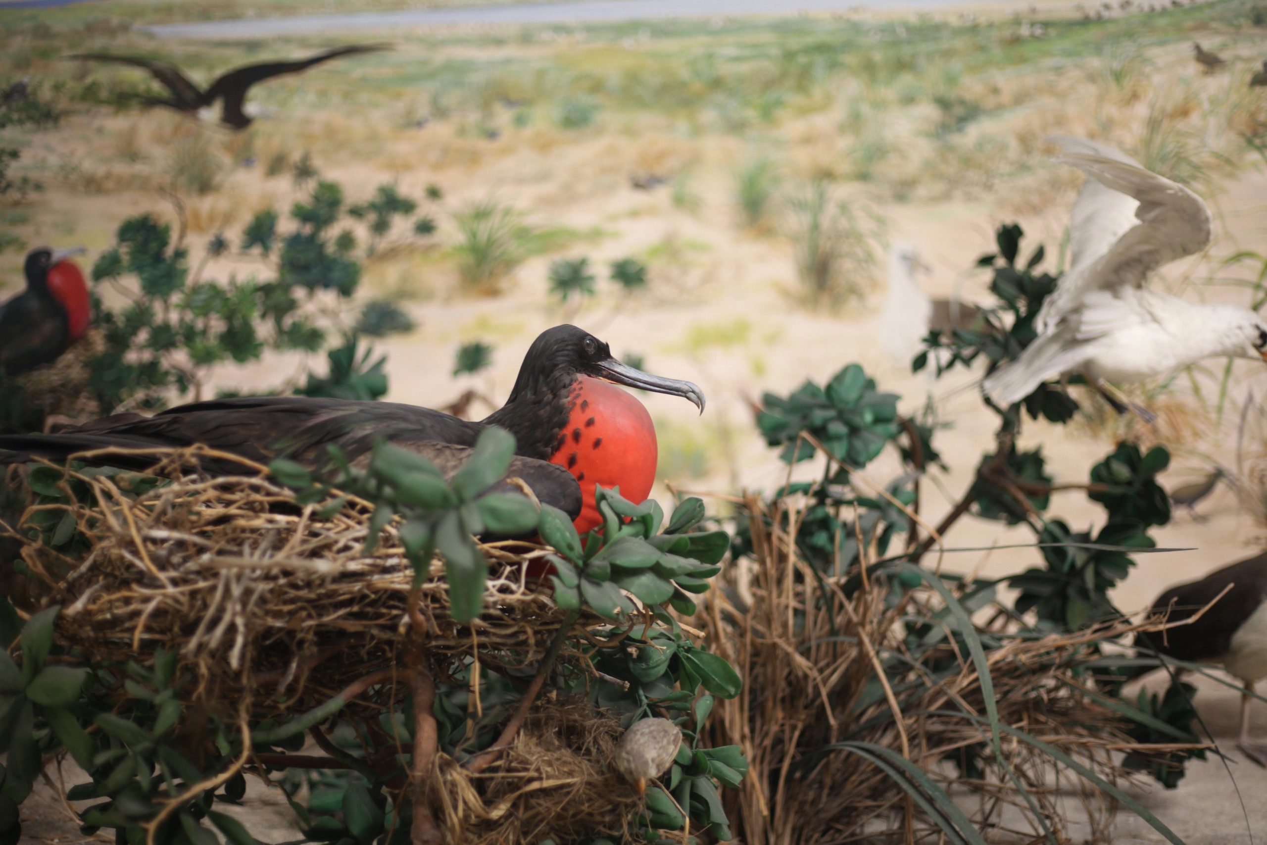 Laysan Island Cyclorama, Frigatebird
