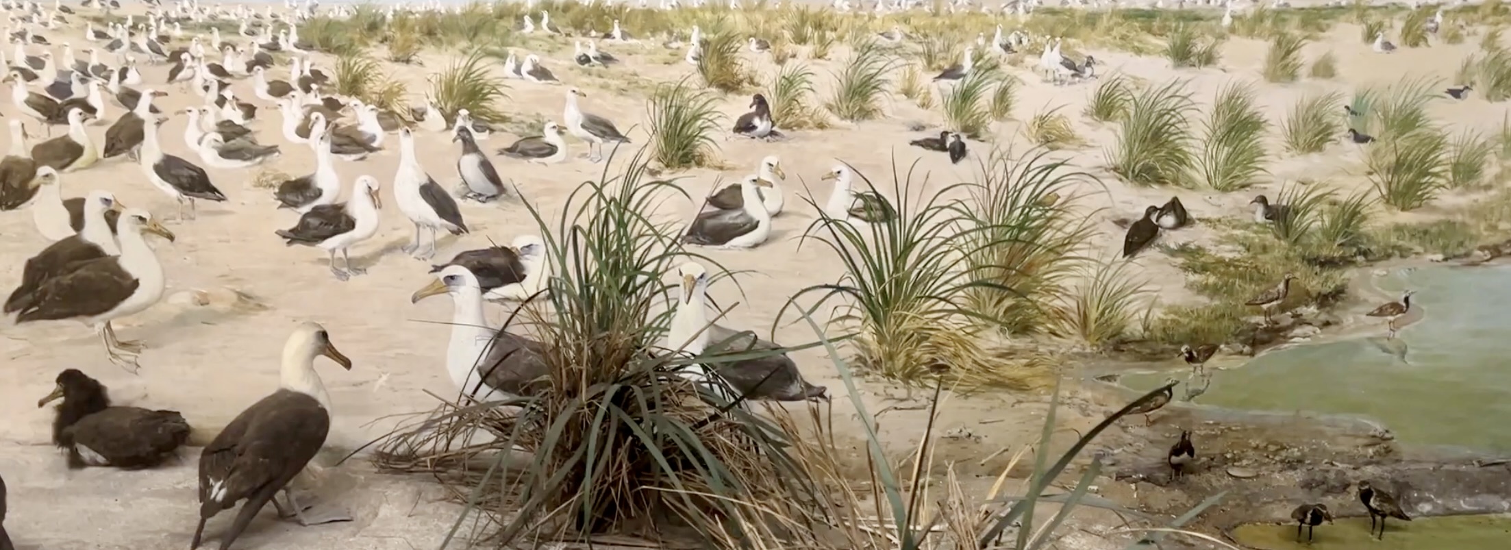 Albatrosses nesting, Laysan Island Cyclorama