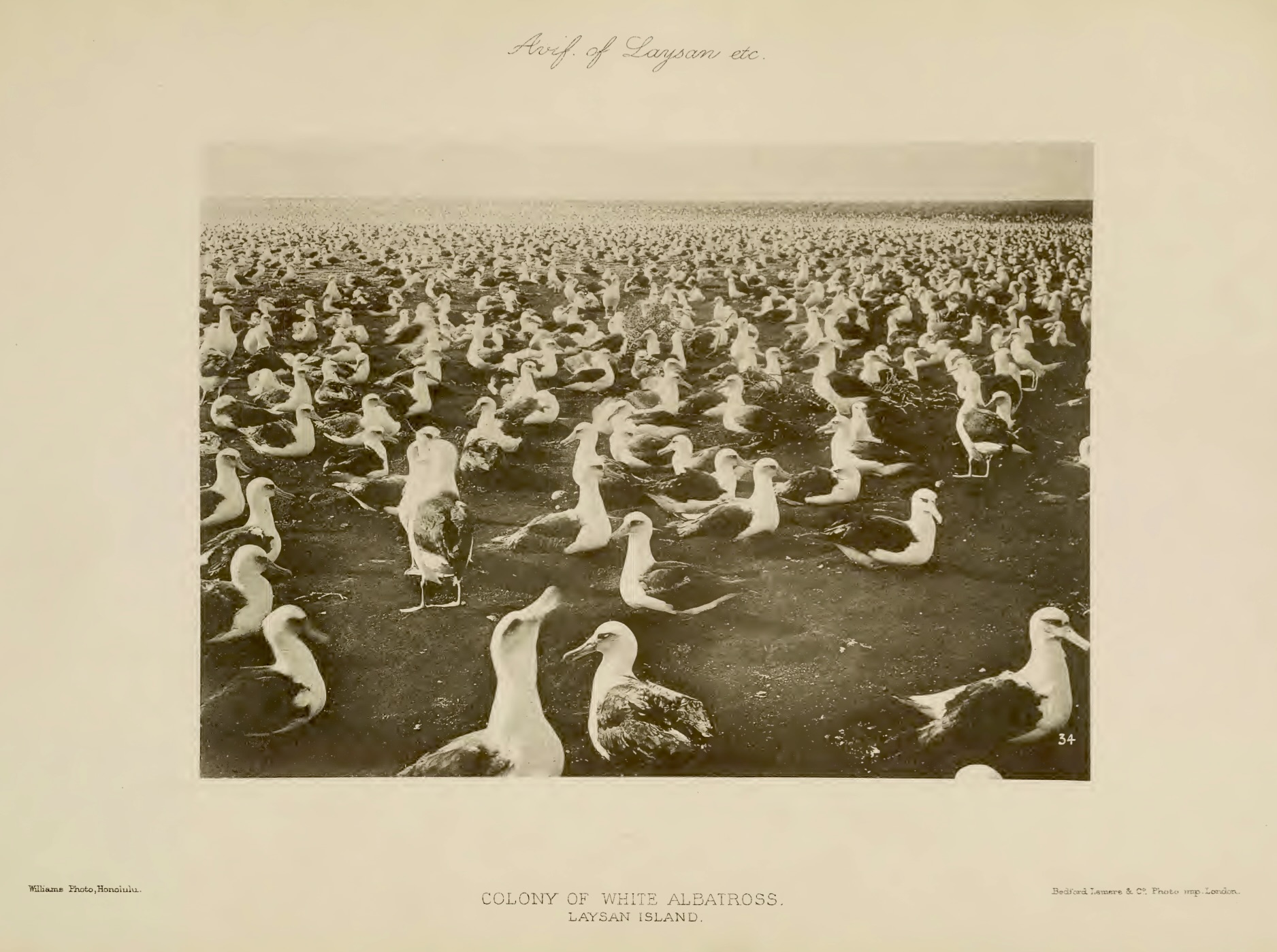 "Colony of White Albatross"