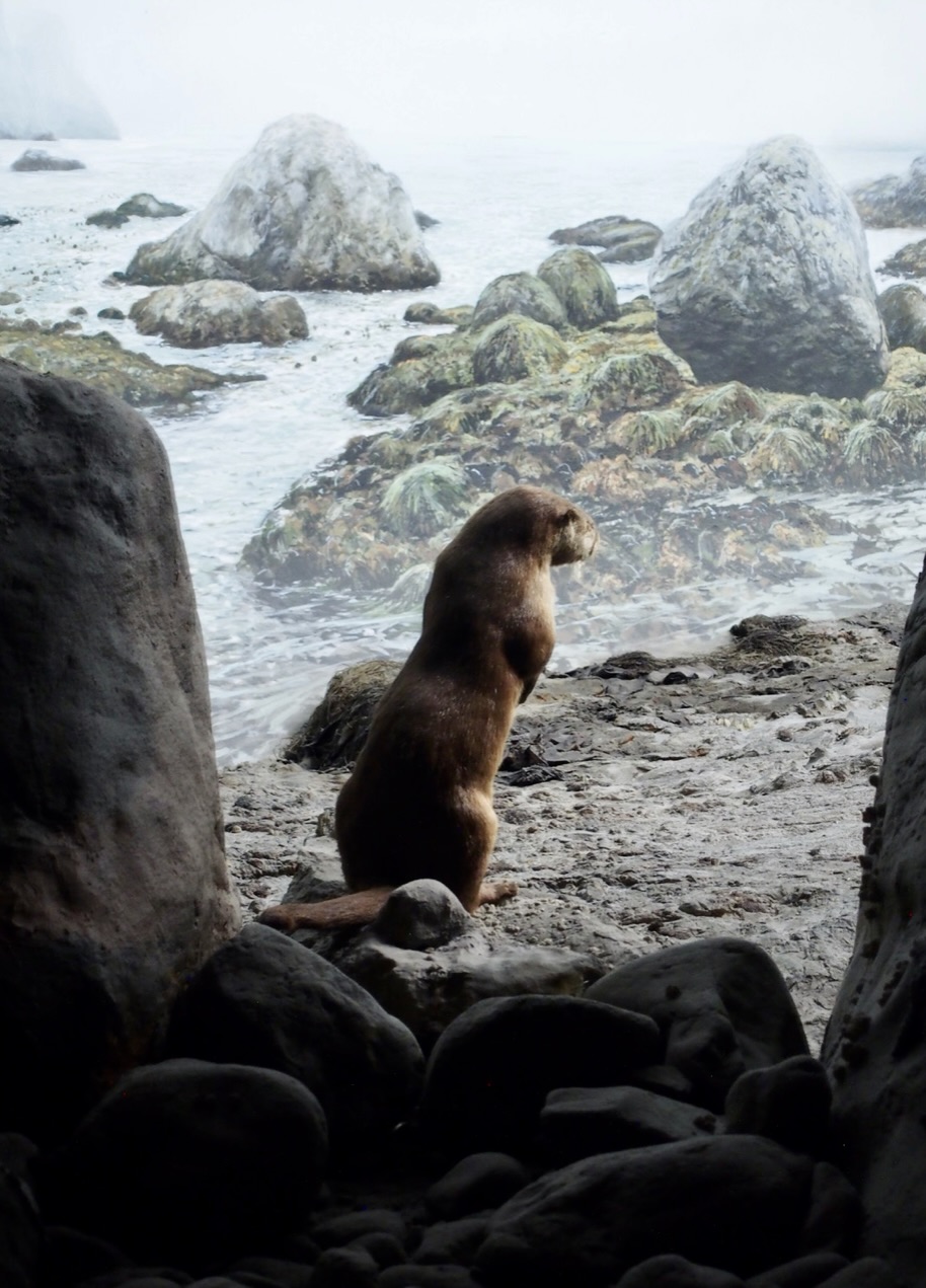 Sea Otter in the Living Ocean Habitat Diorama