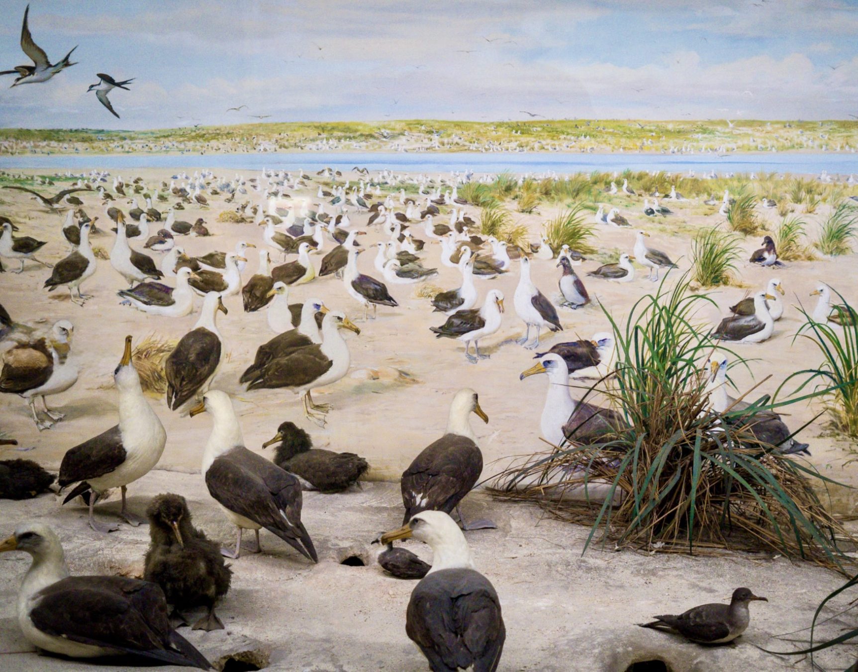 Laysan Island Cyclorama