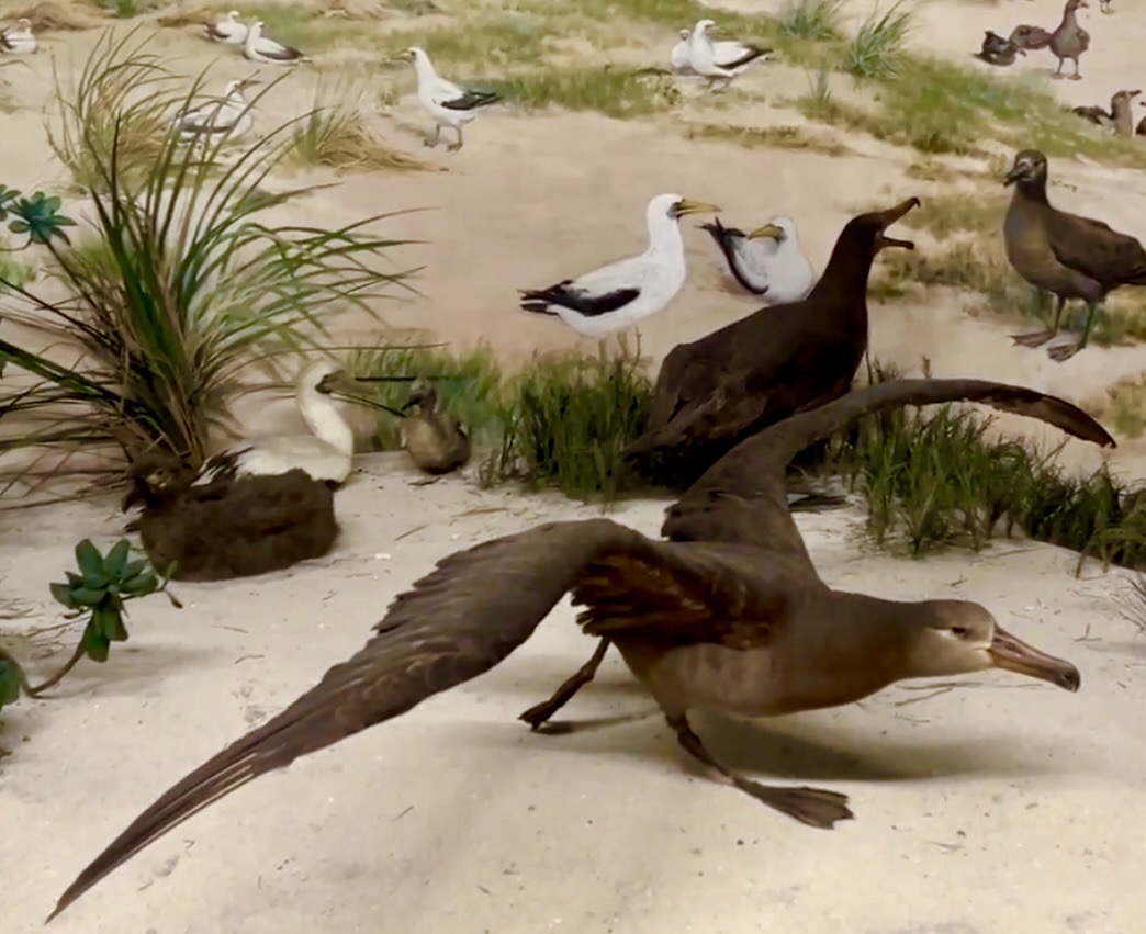 Laysan Island Cyclorama, Black-footed Albatross