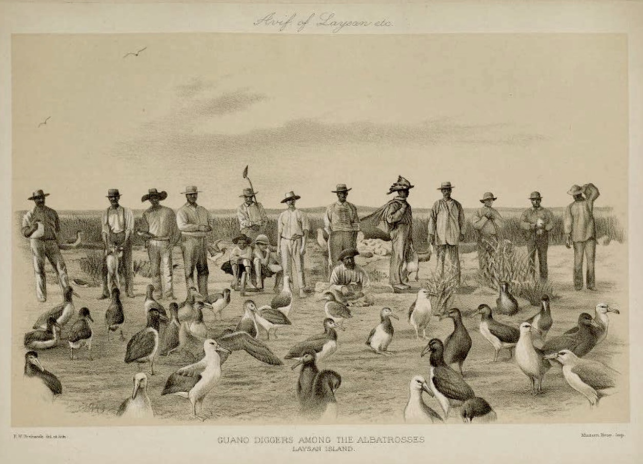 "Guano Diggers Among the Albatrosses"