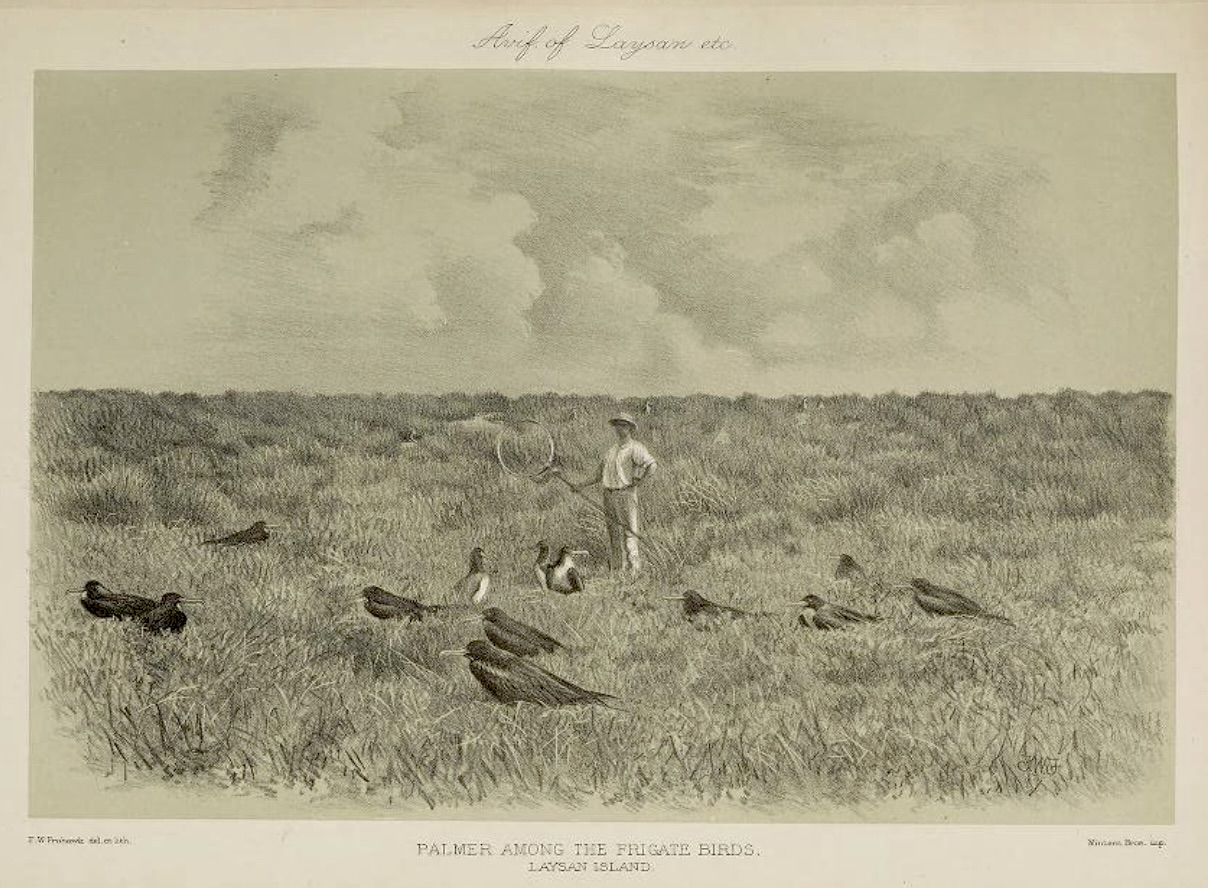 "Palmer Among the Frigate Birds"