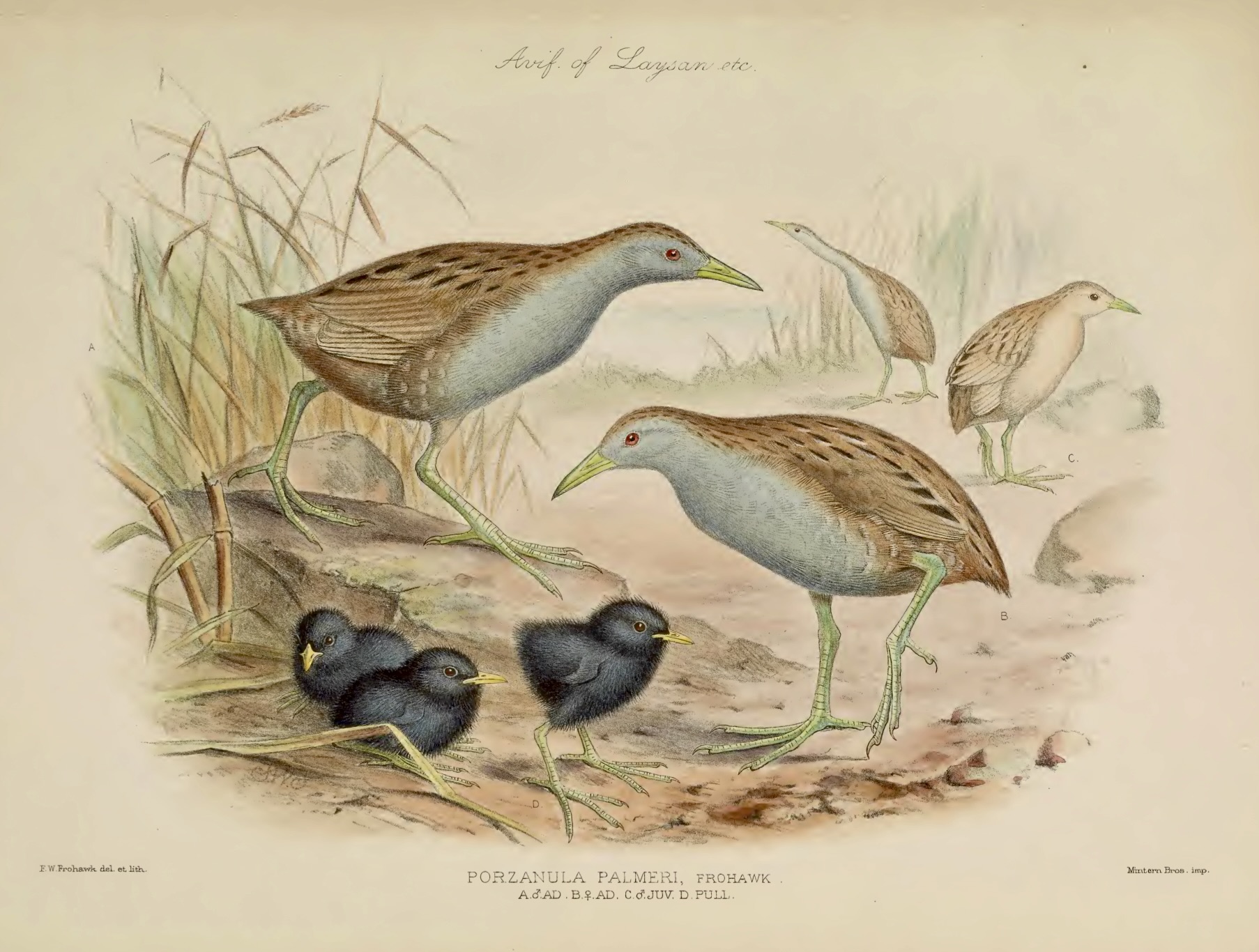 The Laysan Rail, by Frederick Frohawk