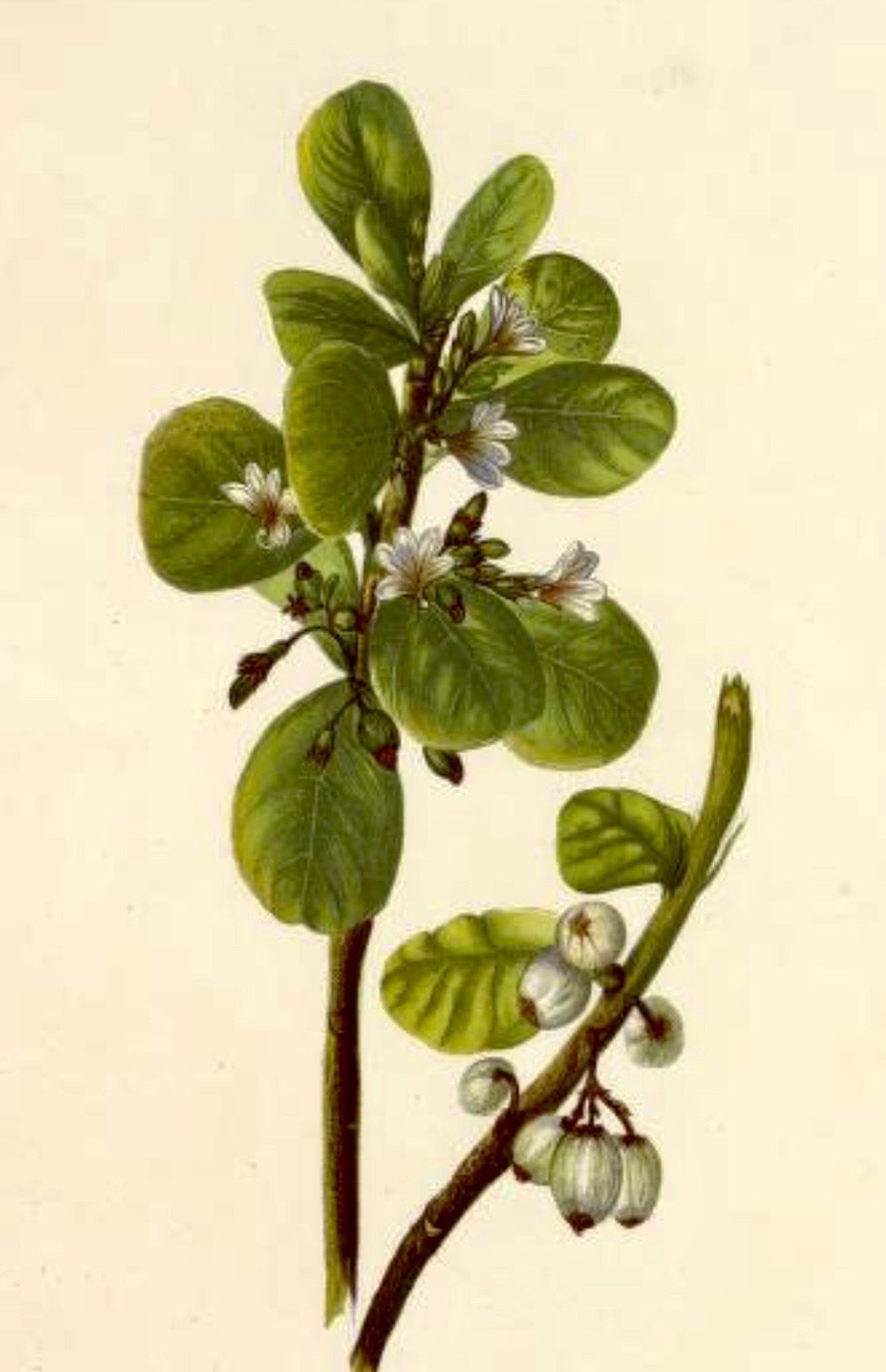 Naupaka plant by Isabella Sinclair