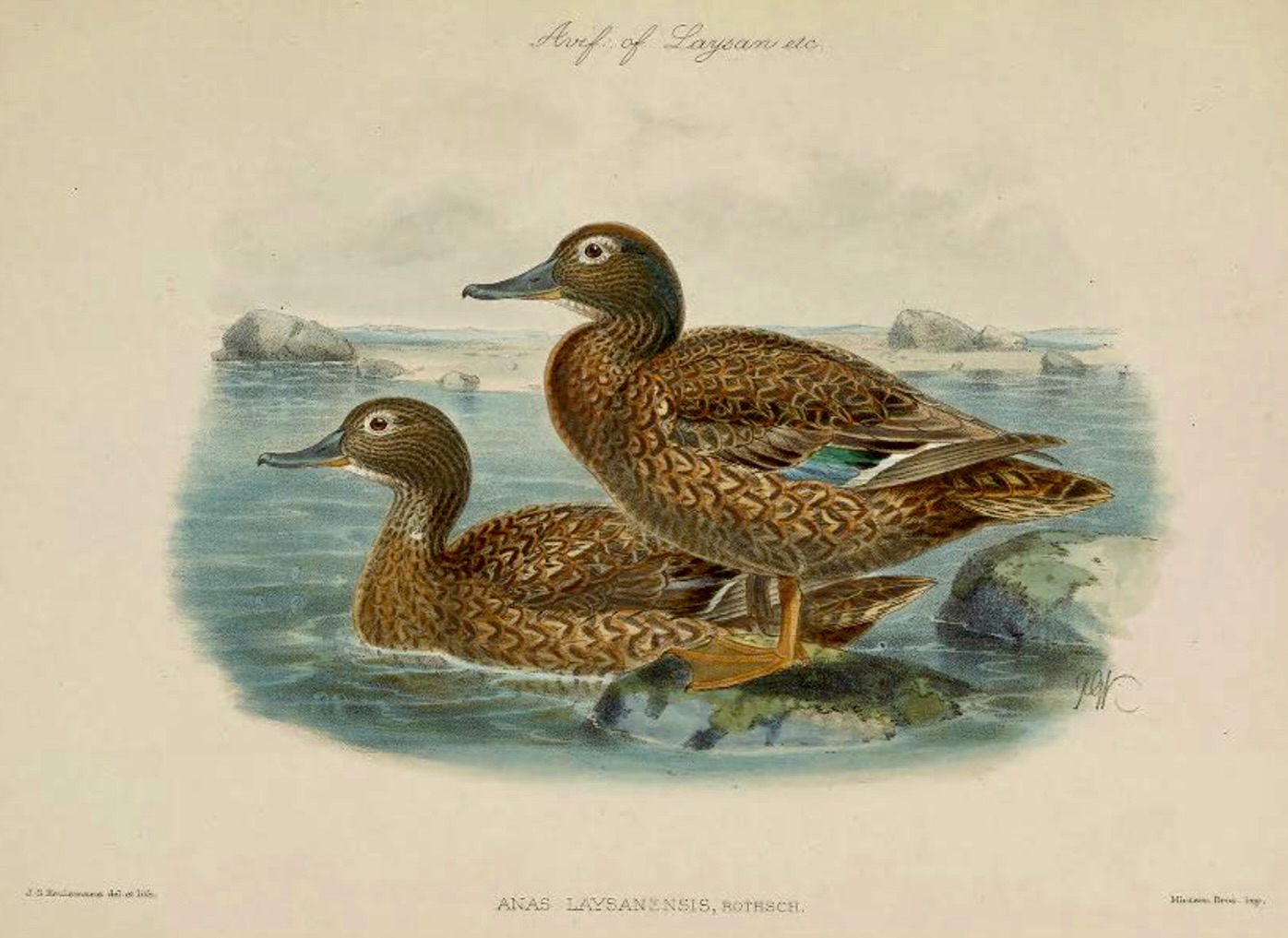 Laysan Duck by J. G. Keulemans, 1893