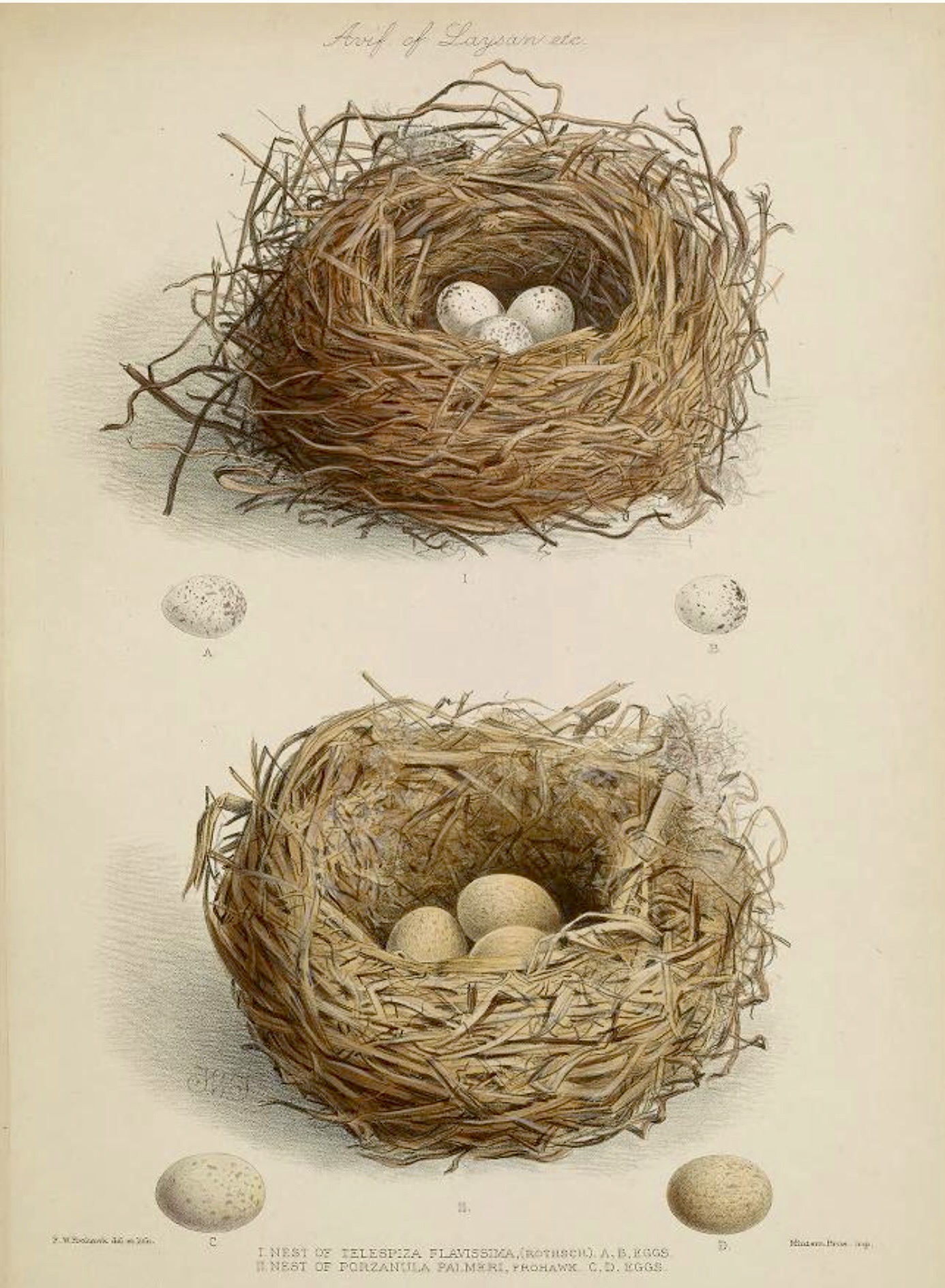 Nests and eggs by Frederick Frohawk