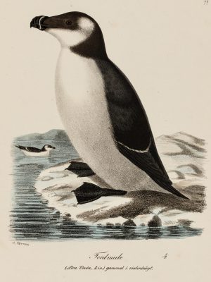 Tordmule by Magnus Korner, 1828