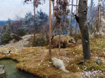 Bear and Beaver, Biologiska museet, Stockholm