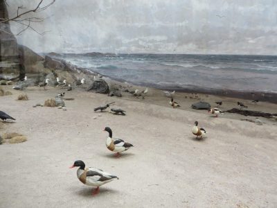Stranden
