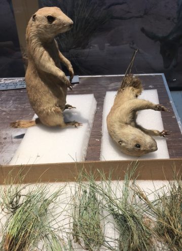 Prairie Dogs Restoration, Yale Peabody Museum of Natural History