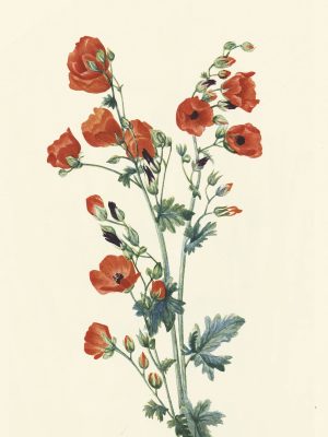 Scarlet Globemallow