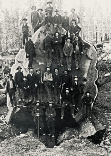 Mark Twain Tree, 1892