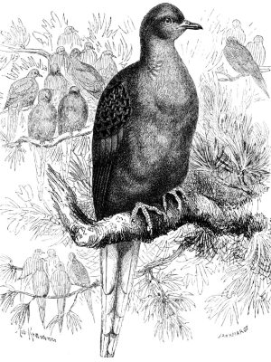"Wandertaube,” by Robert Kretschmer, 1860