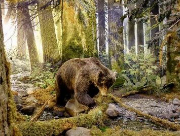 Bear in the Forest Diorama, Royal British Columbia Museum