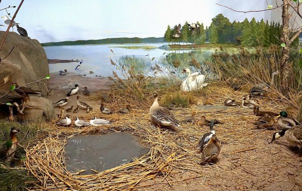 Habitat Diorama in the Biologiska museet, Södertälje