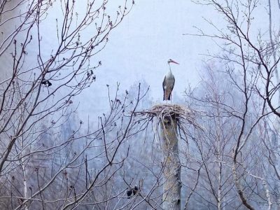Nesting Stork in the Biologiska museet