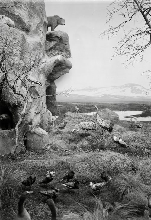 Habitat diorama in the Biologiskt Museum in Uppsala, 1940