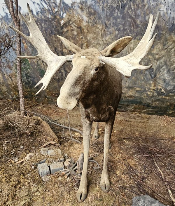 Tagged moose in the Biologiska museet, Stockholm
