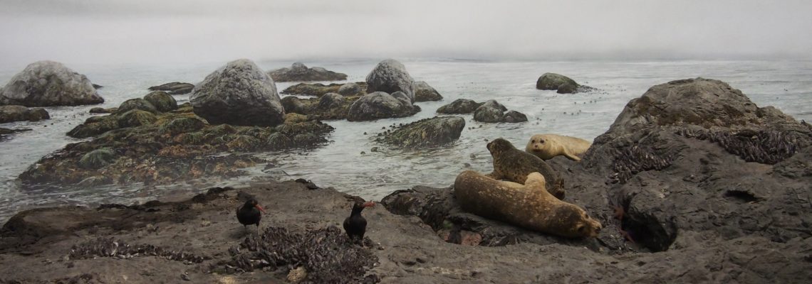 Living Sea Diorama, Royal British Columbia Museum