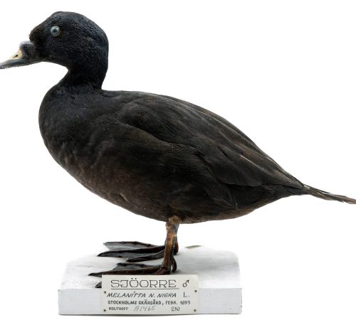 Mounted Sea Duck (Sjöorre) by Gustaf Kolthoff, 1893