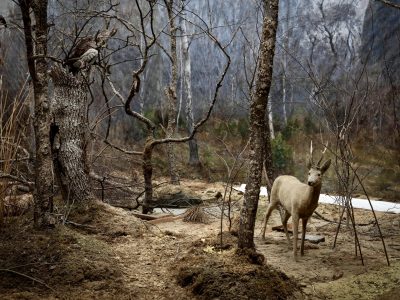 Biologiska museet