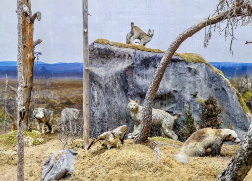 Predator Group in the Biologiska museet